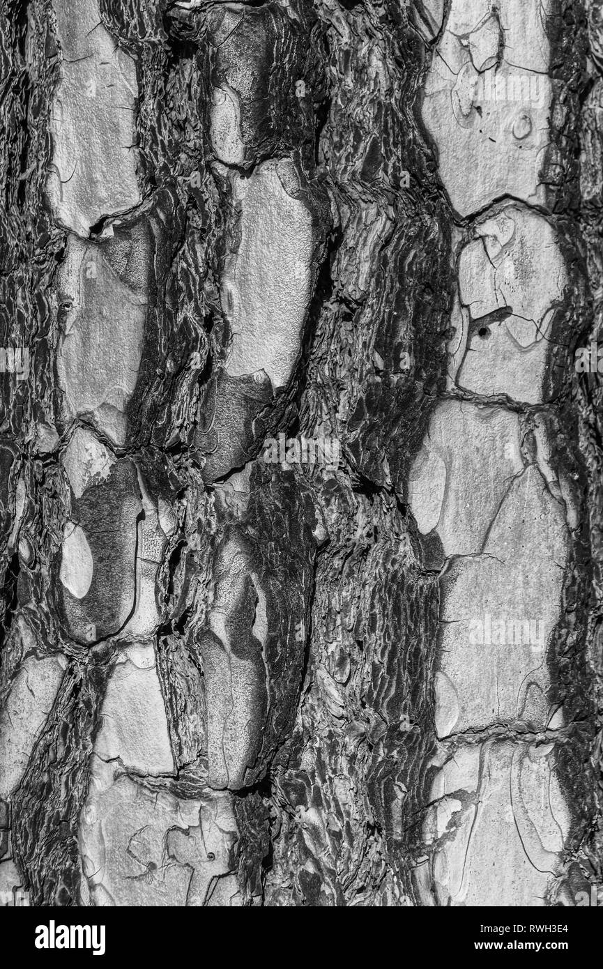 Baum Pinienrinde Nahaufnahme, wie strukturierte 2-in-1-Optik und Hintergrundbild auf La Palma, Kanarische Inseln, Spanien, National Park genommen, nachdem Waldbrände Stockfoto