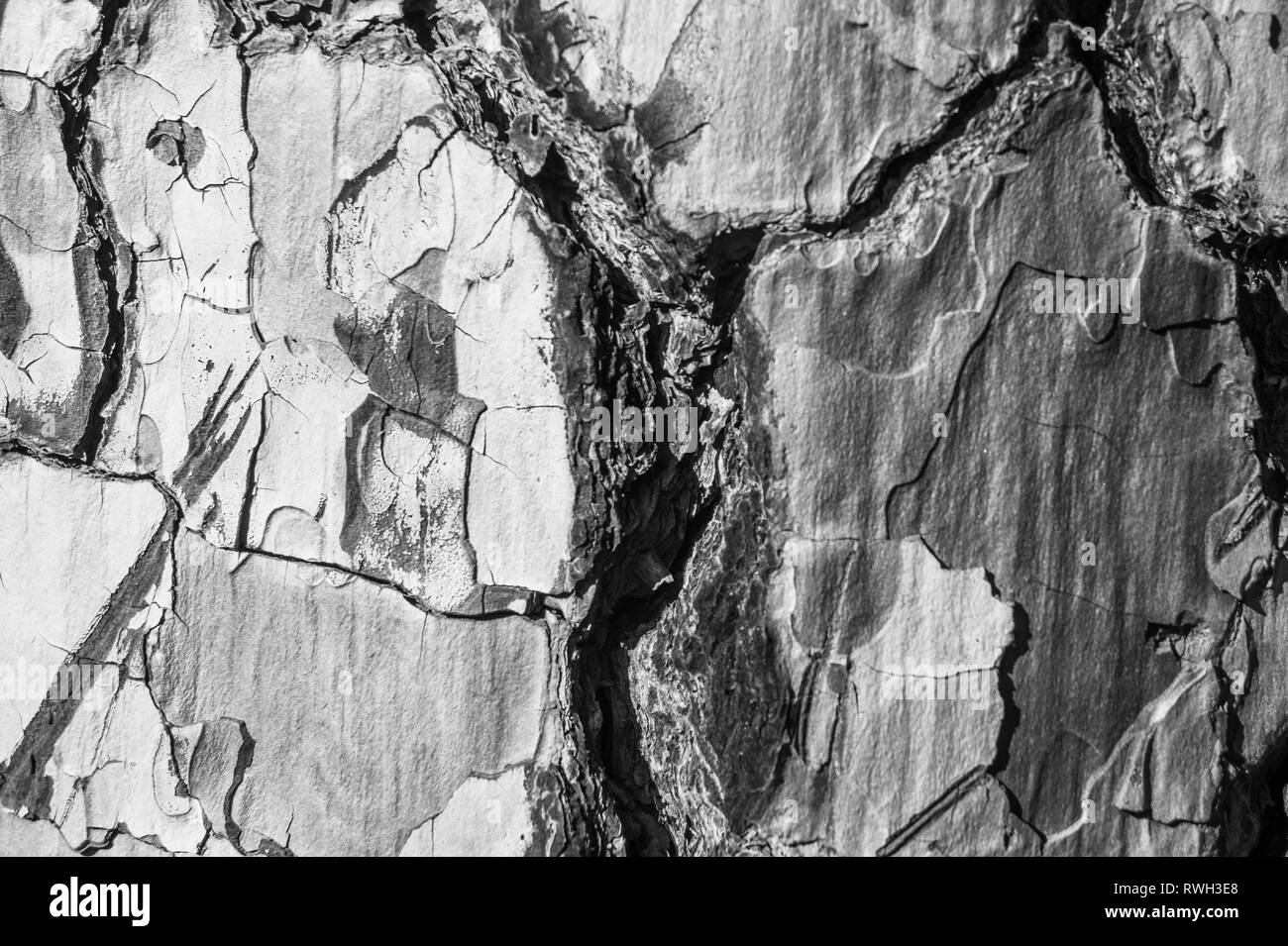 Baum Pinienrinde Nahaufnahme, wie strukturierte 2-in-1-Optik und Hintergrundbild auf La Palma, Kanarische Inseln, Spanien, National Park genommen, nachdem Waldbrände Stockfoto