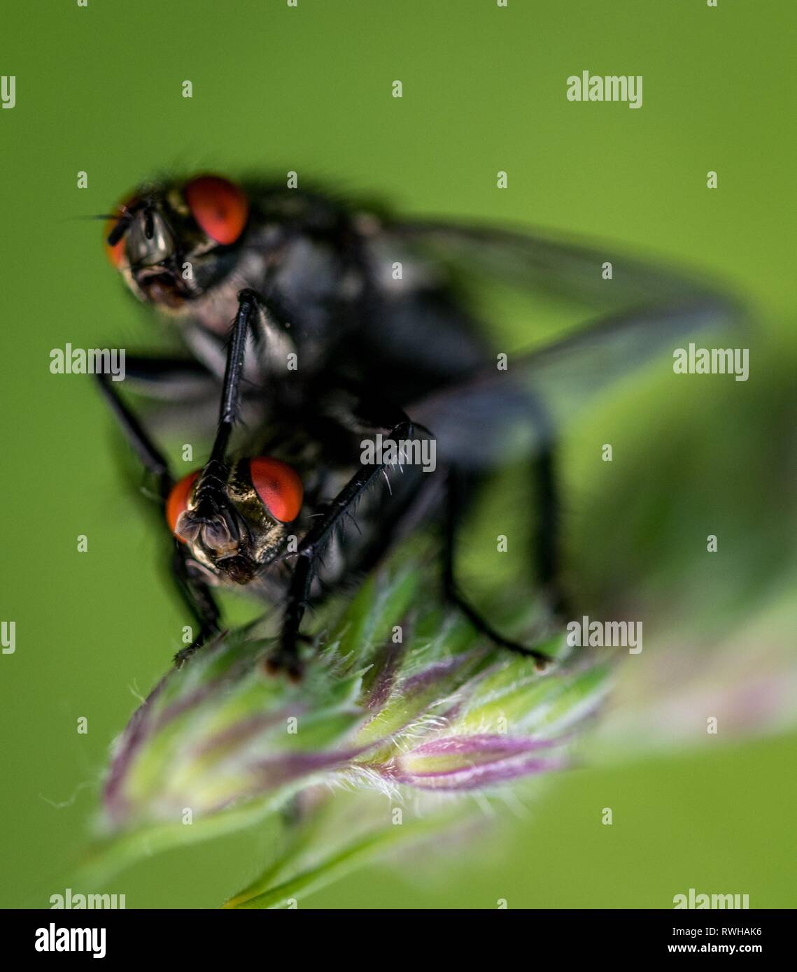 Zwei schwarze Fliegen auf Blatt Makro Fotografie Stockfoto