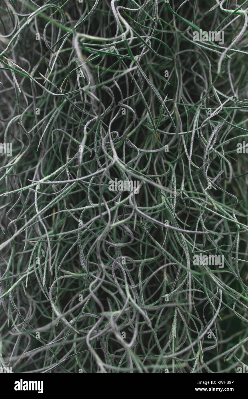 Spaghetti Blätter Stockfoto