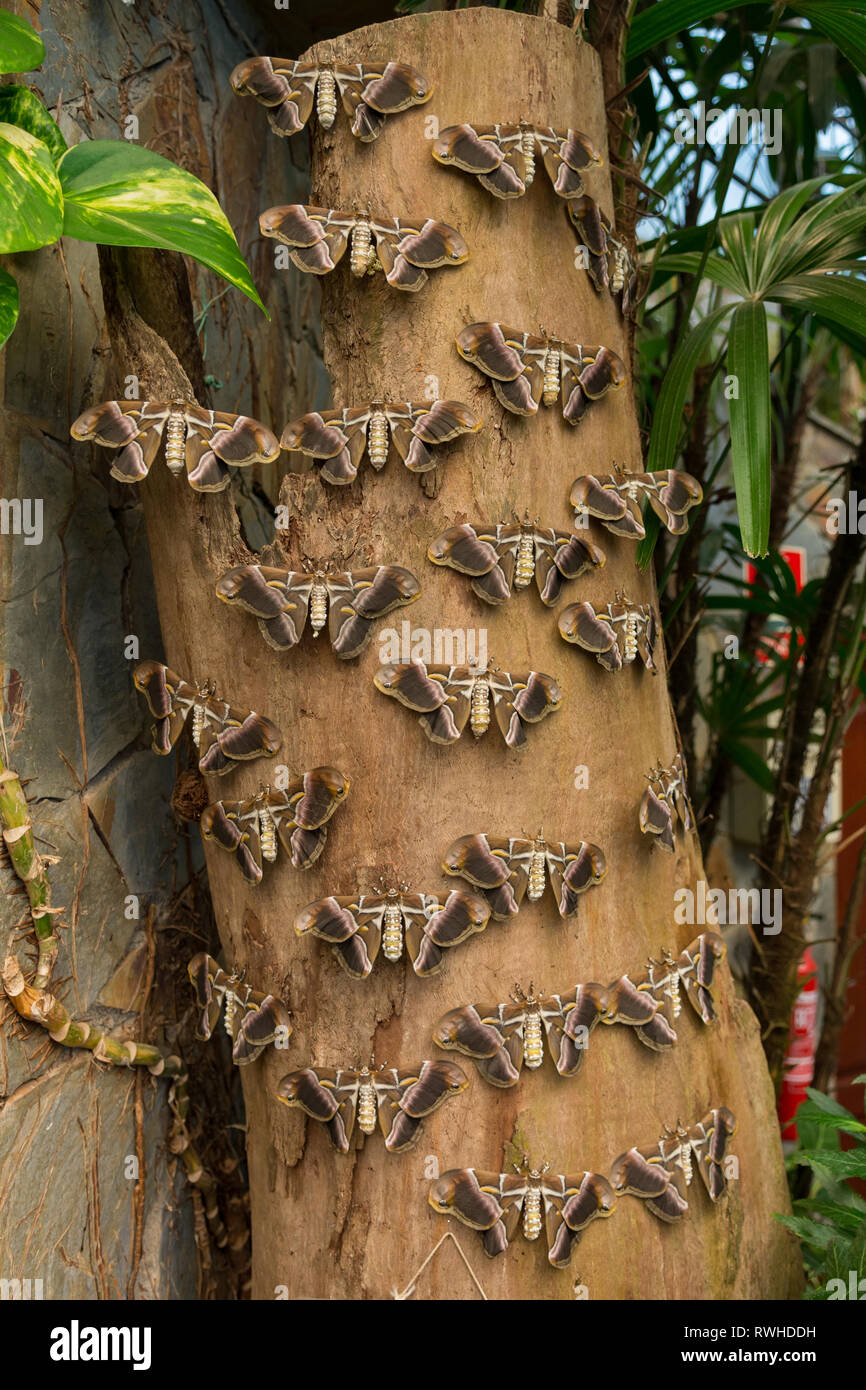 Viele Seide Motten ruht auf Holz- trunk im örtlichen Zoo. Stockfoto