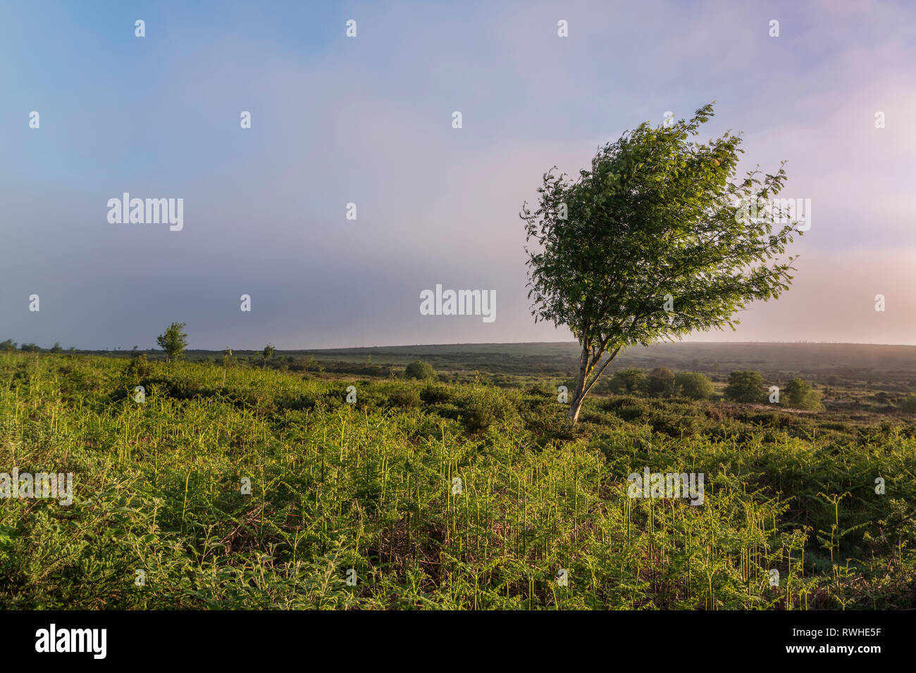 Winswprt Baum auf Dartmoor, Devon Stockfoto
