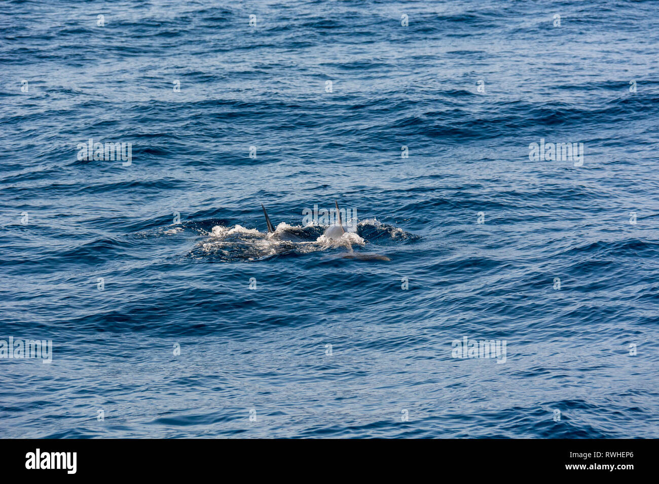 Delfine schwimmen in blaue Meer in der Nähe der Küste von Tenereife. Stockfoto