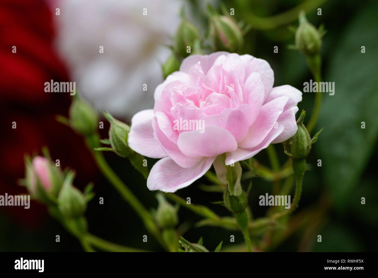 In der Nähe von einem schönen rosa Rose mit perfekter Blüten in einem englischen Garten Stockfoto