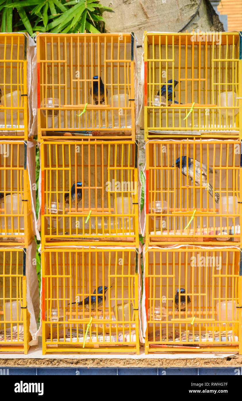 Vögel in kleinen Käfigen für den Verkauf in der Yuen Po Street Bird Garden in Mong Kok, Hong Kong Stockfoto