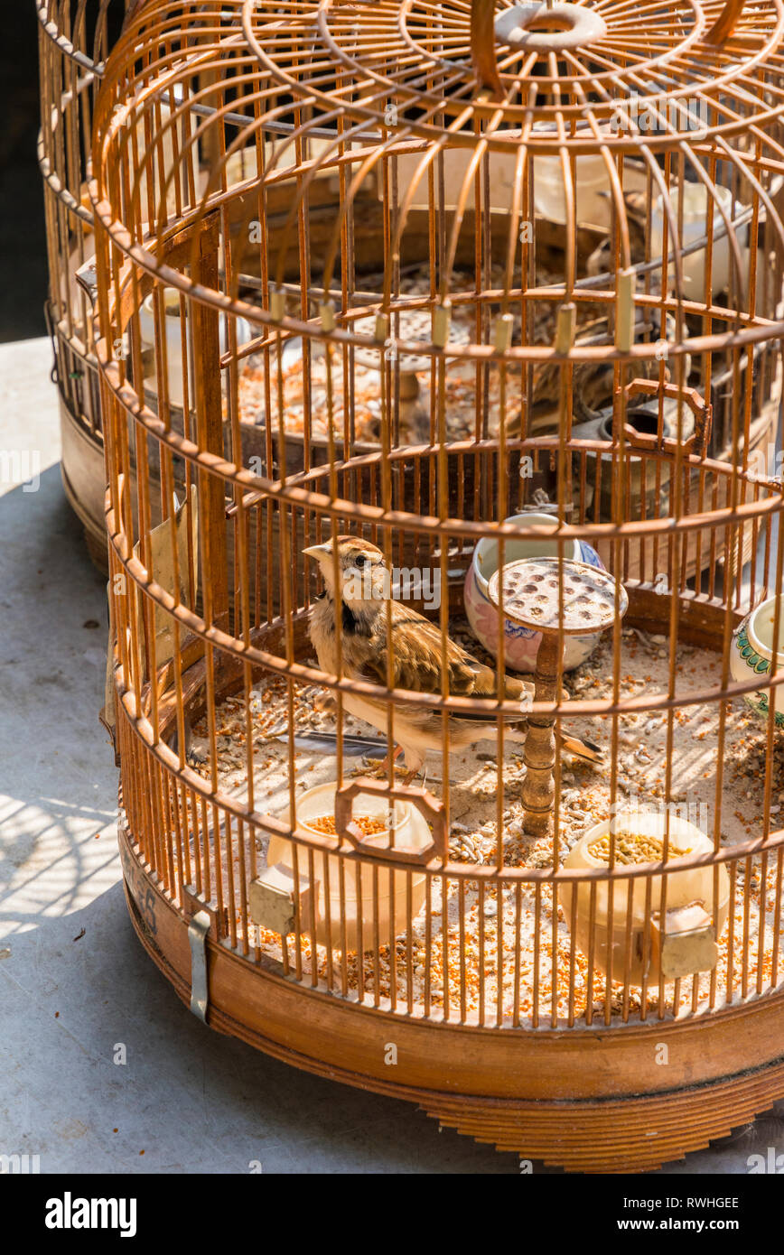 Selektiver Fokus auf einen Vogel in einem reich verzierten hölzernen Käfig an der Hong Kong Bird Market, Yuen Po Street Bird Garden, Mong Kok, Hong Kong Stockfoto