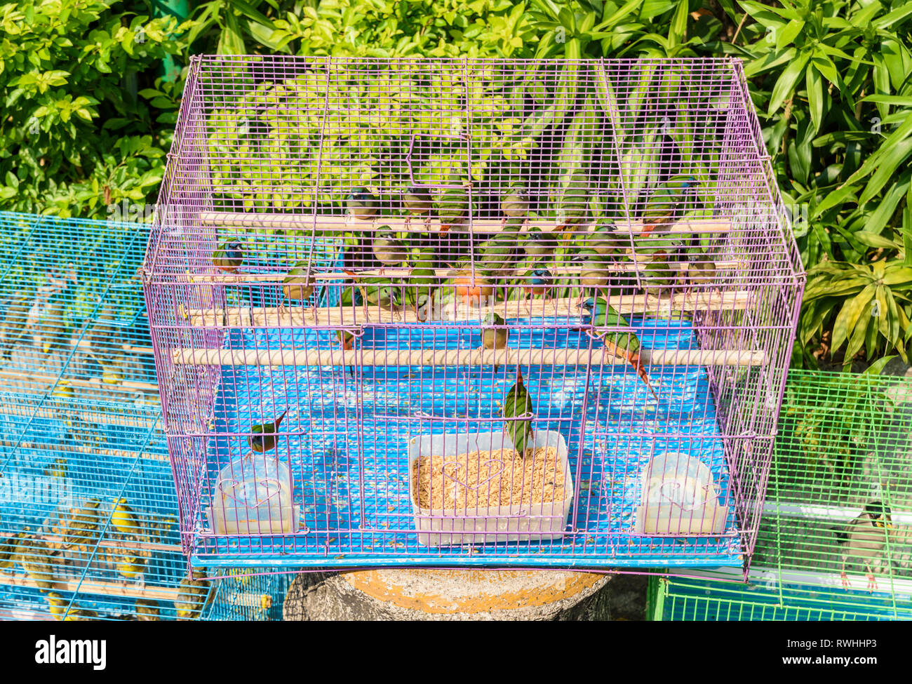 Vögel in Käfigen in der Yuen Po Street Bird Garden in Mong Kok, Hong Kong Stockfoto