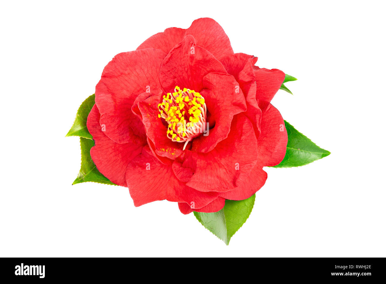 Rot kamelie Blumen auf weißem Hintergrund. Camellia sasanqua Stockfoto