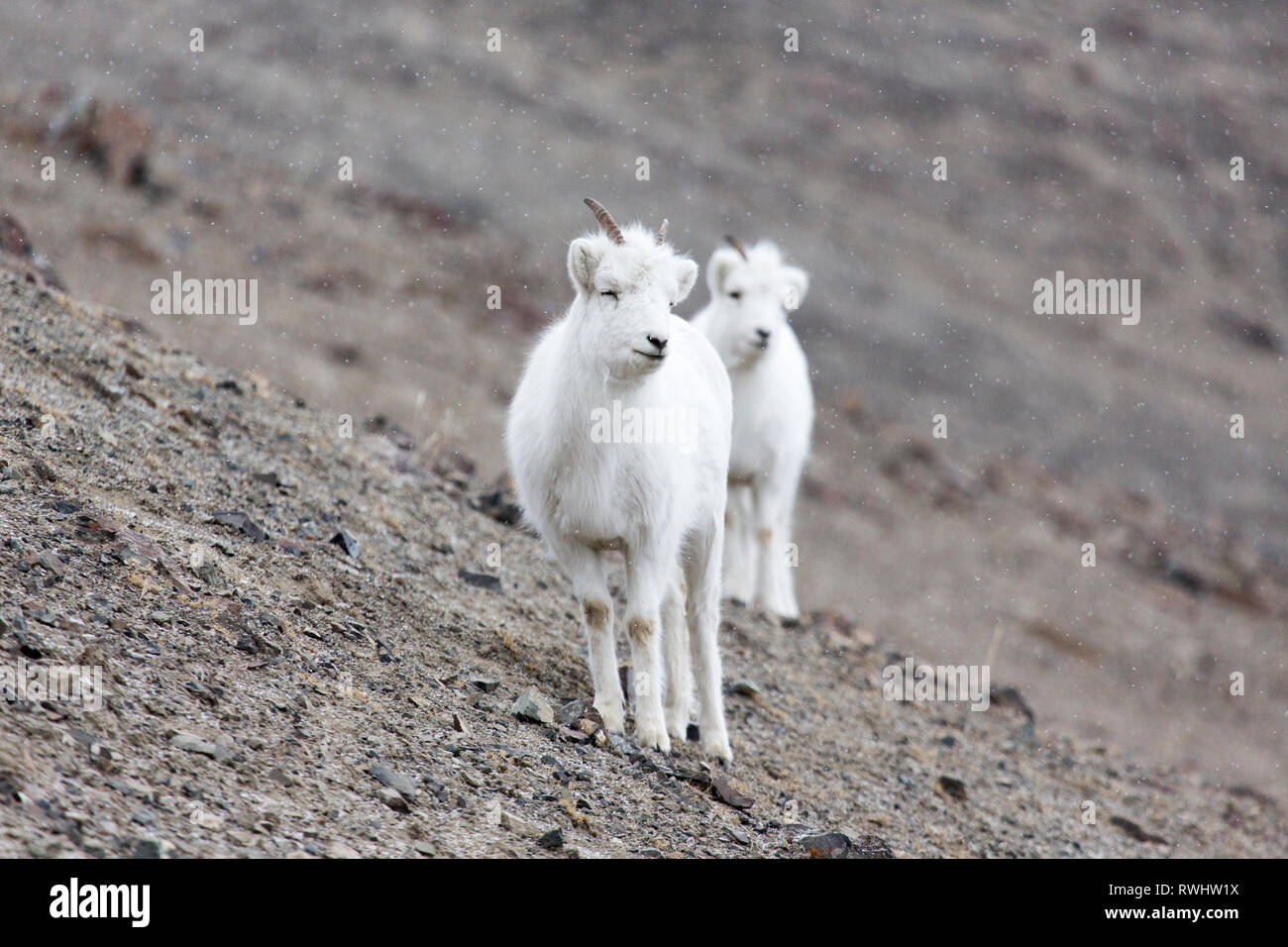 Dall Schaf auf Sheep Mountain, Kluane Nationalpark, Yukon Territory, Kanada Stockfoto