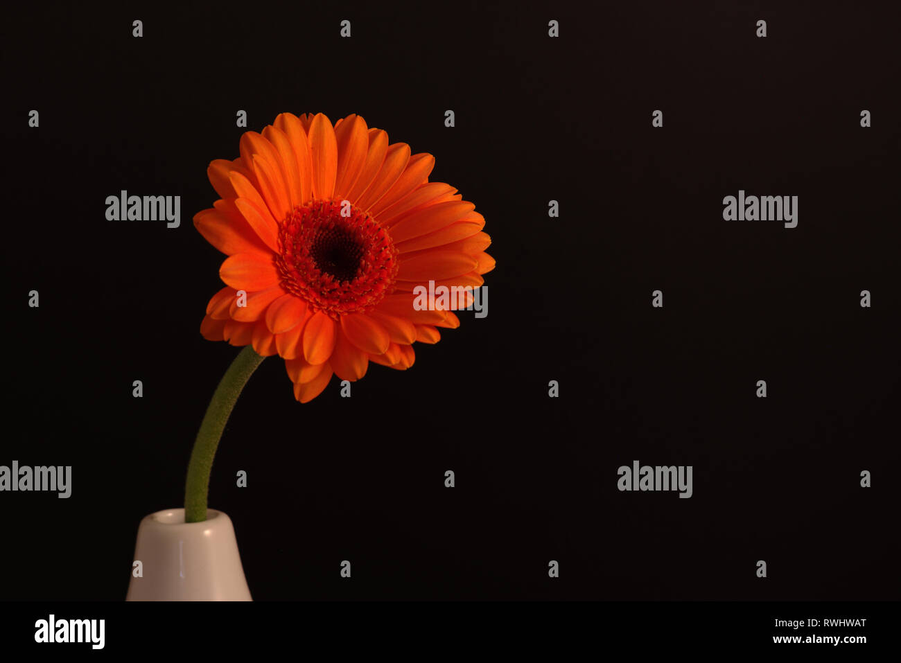 Single orange Blumen auf schwarzem Hintergrund Stockfoto, Bild ...