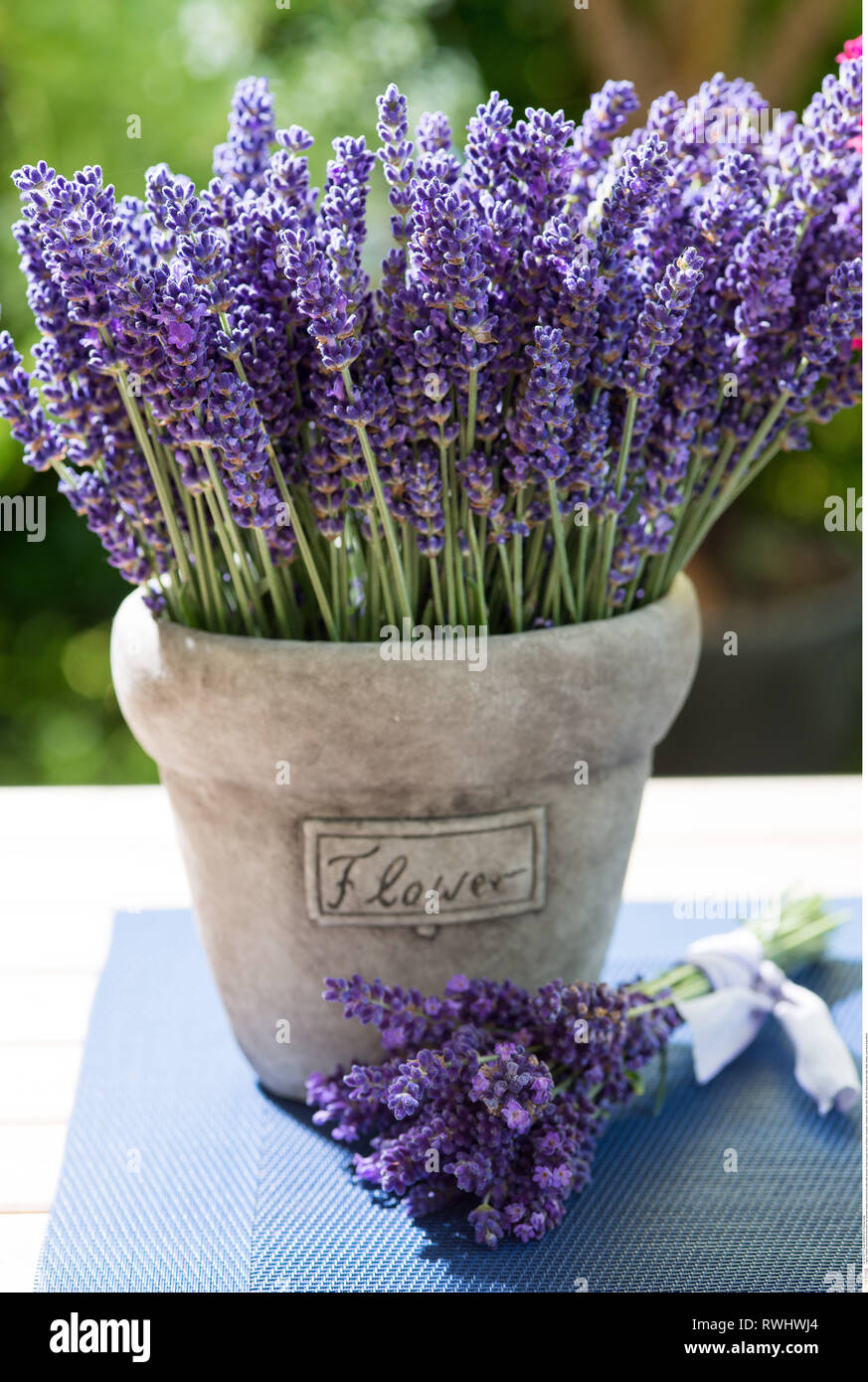 Botanik, sommerlicher Dekoration mit Lavendel, Vorsicht! Für Greetingcard-Use/Postcard-Use in deutschsprachigen Ländern gibt es einige Einschränkungen Stockfoto
