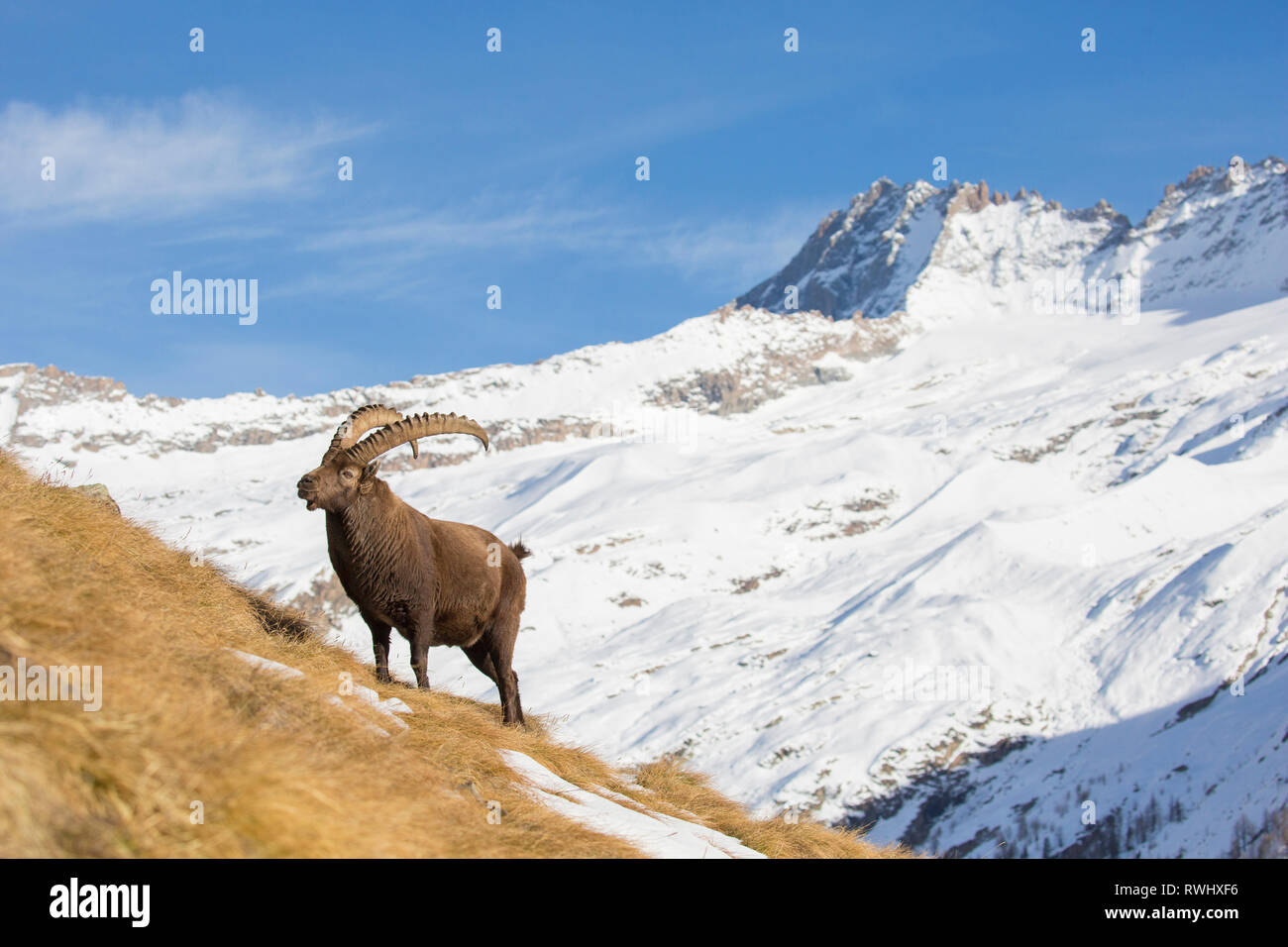 Alpensteinbock (Capra ibex). Reife männliche in verschneiter Landschaft. Nationalpark Gran Paradiso, Italien Stockfoto