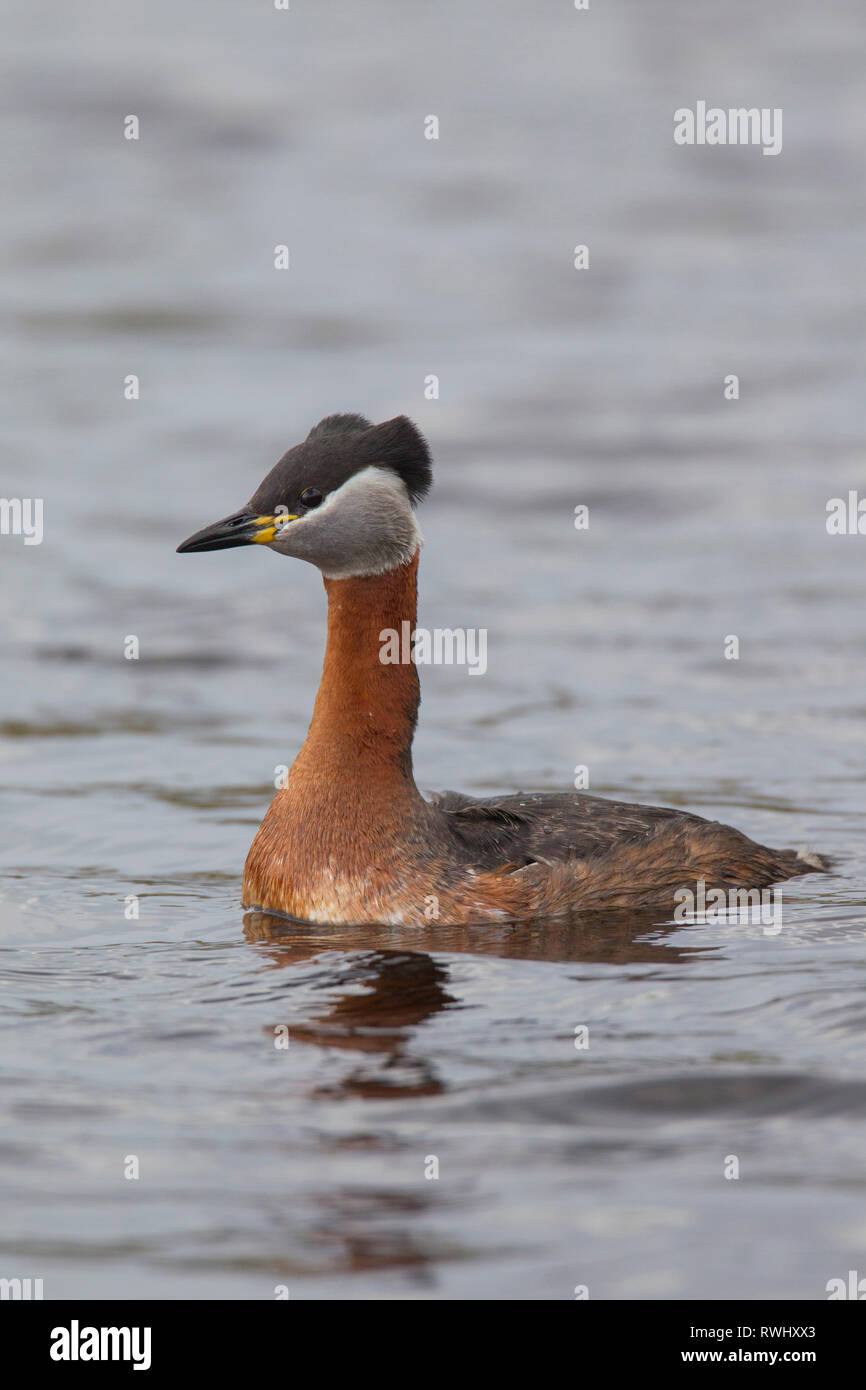 Red-necked Grebe (Podiceps grisegena). Erwachsenen auf dem Wasser. Deutschland Stockfoto