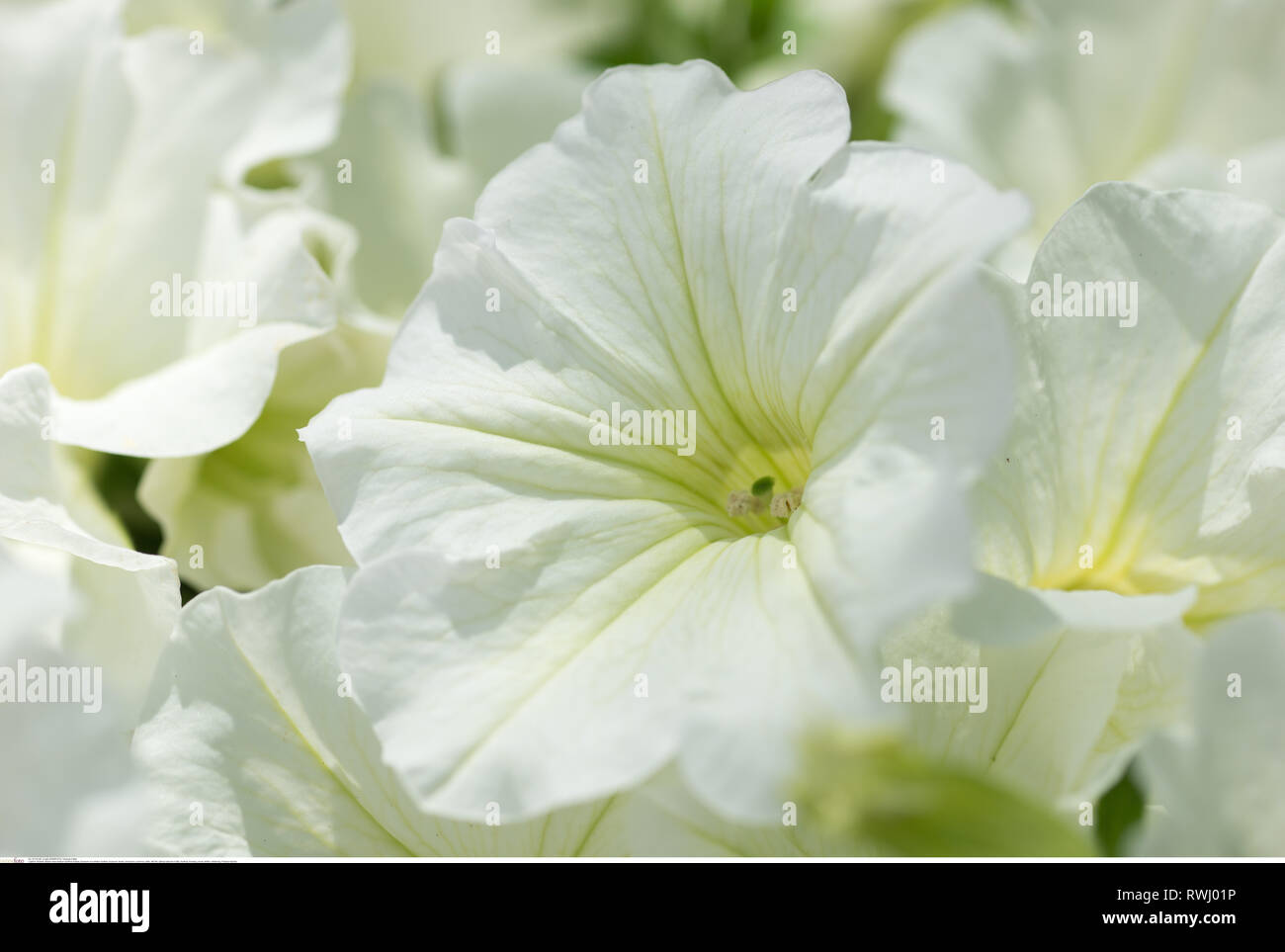 Botanik, Blüte eines whiten Surfinia, Vorsicht! Für Greetingcard-Use/Postcard-Use in deutschsprachigen Ländern gibt es einige Einschränkungen Stockfoto