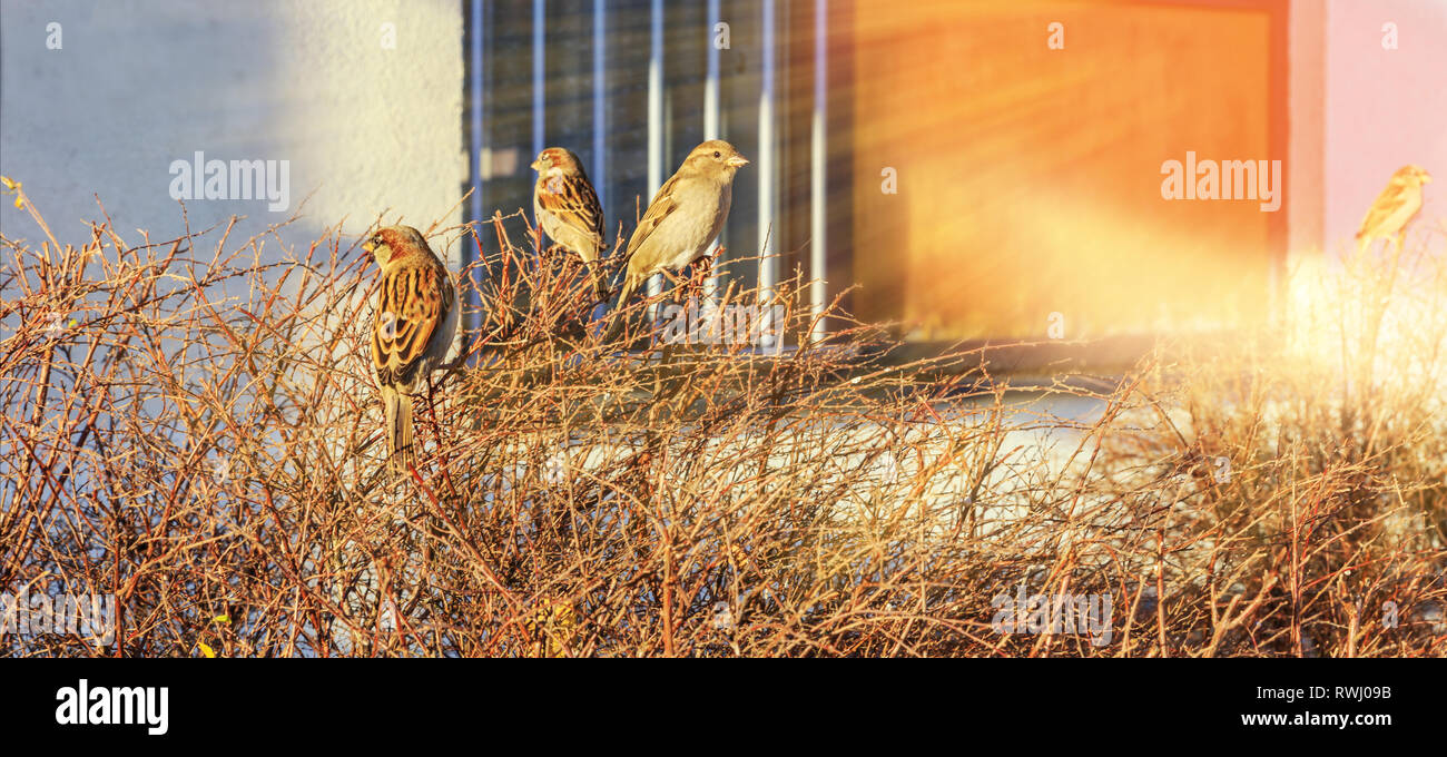 Spatzen sitzen auf den Zweigen eines Busches und aalen Sie sich in der ersten Frühlingssonne, Stadtbild im Frühjahr Stockfoto