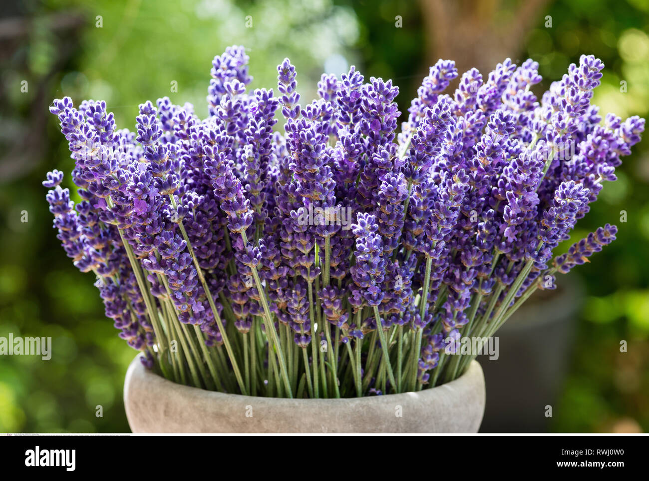 Botanik, sommerlicher Dekoration mit Lavendel, Vorsicht! Für Greetingcard-Use/Postcard-Use in deutschsprachigen Ländern gibt es einige Einschränkungen Stockfoto