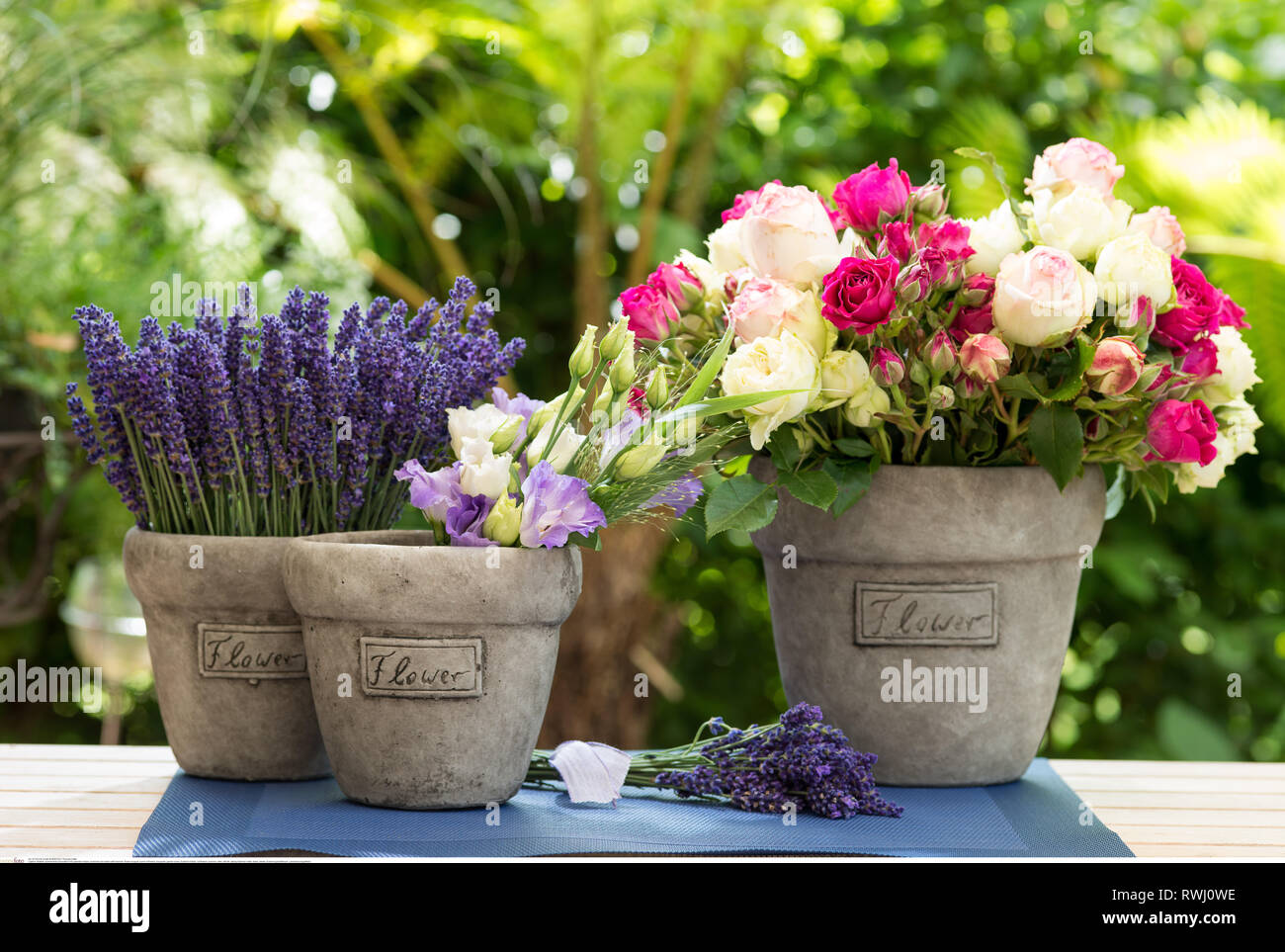 Botanik, sommerlicher Dekoration mit Lavendel, No-Postcard - Verwendung in deutschsprachigen Ländern! Stockfoto