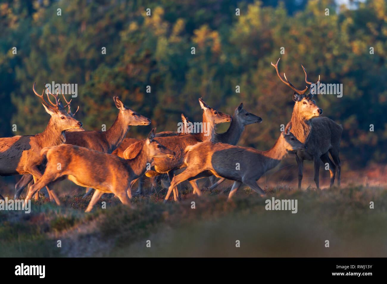 Red Deer (Cervus elaphus). Hirsch, hinds und Kälber in den ersten Sonnenlicht. Dänemark Stockfoto