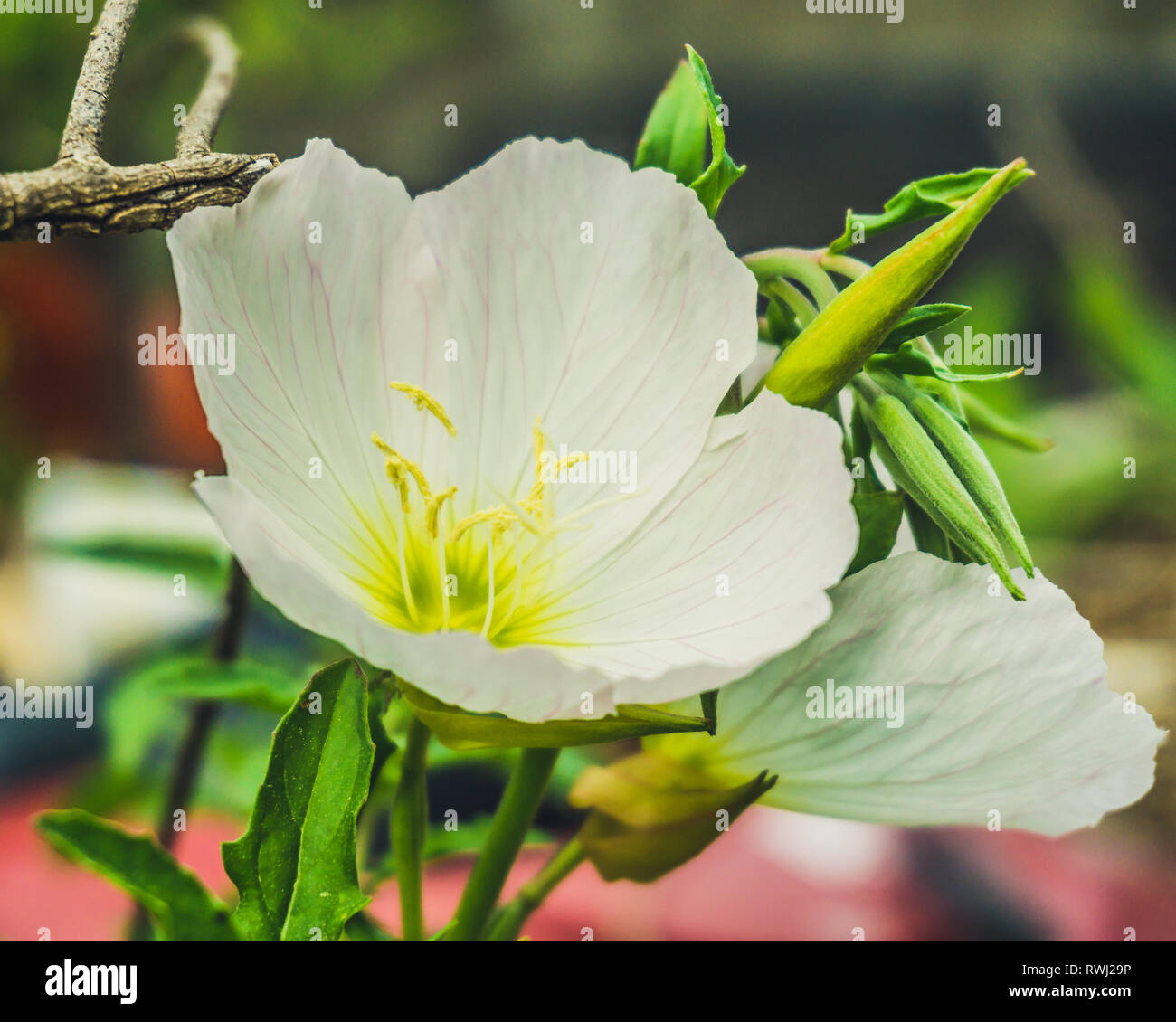Blass Primrose wilde Blume Stockfoto