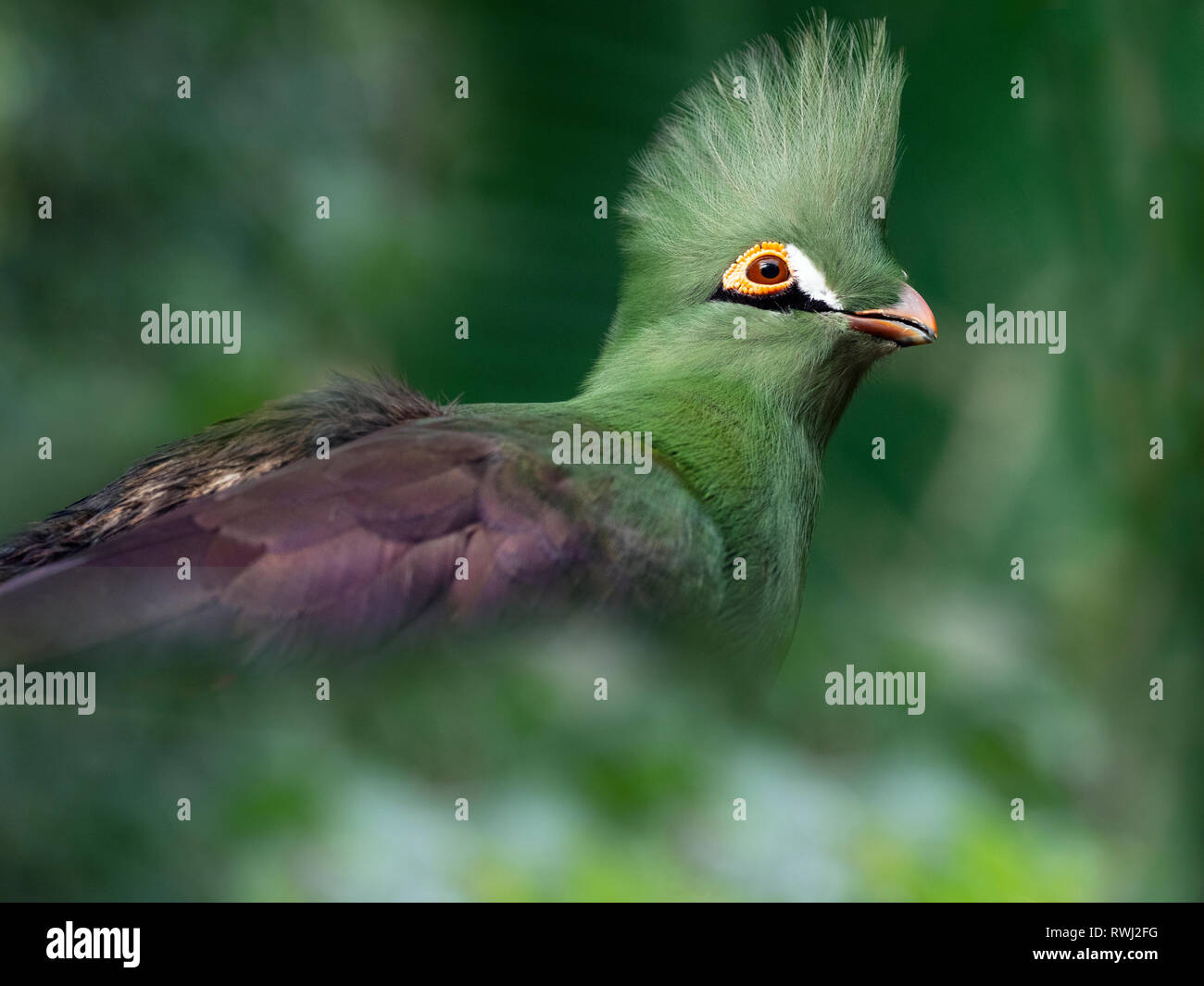 Guinea turaco Tauraco persa auch als die grüne turaco oder Grün lourie bekannt Stockfoto