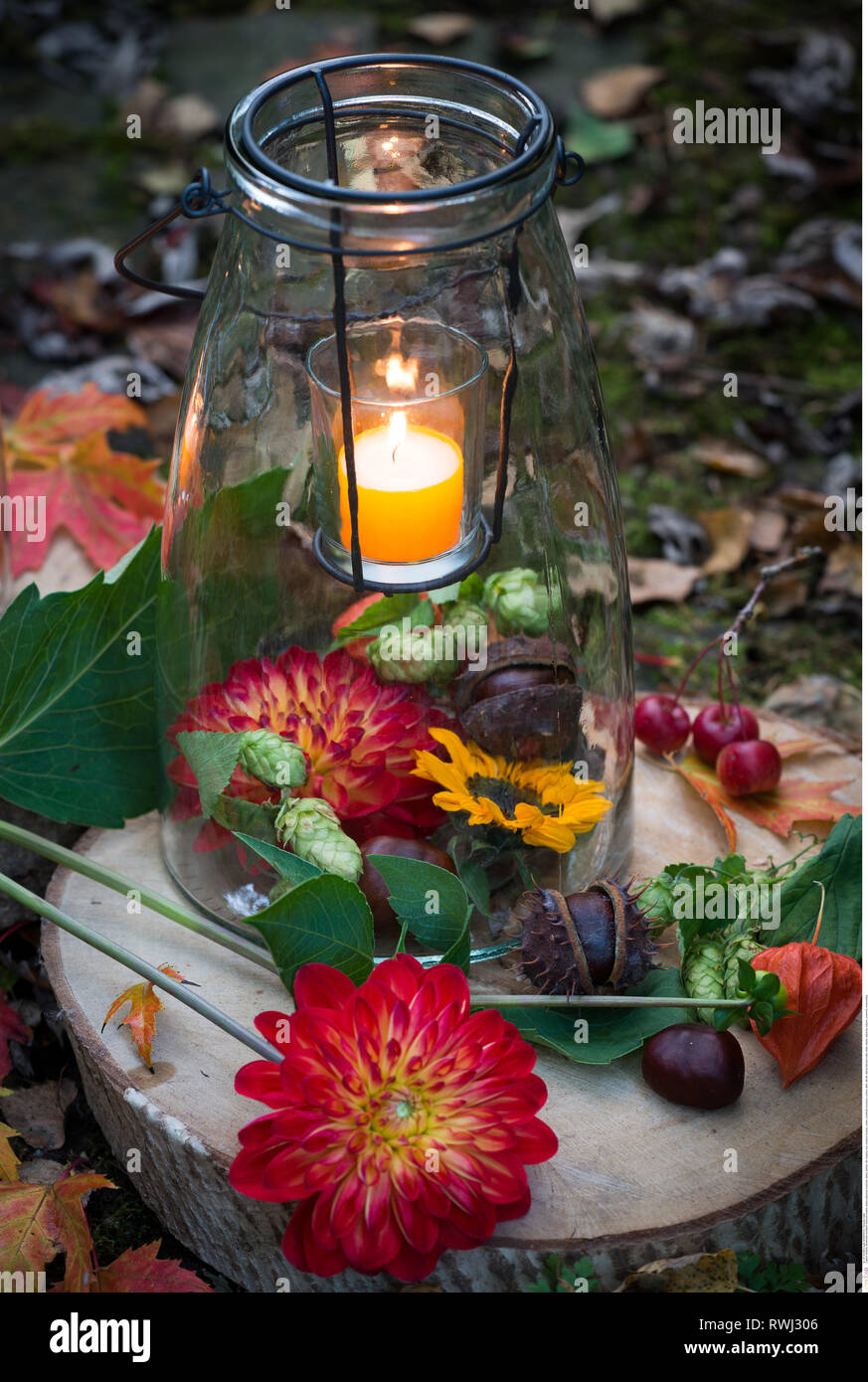 Botanik, Laterne herbstliche Ornament, Vorsicht! Für Greetingcard-Use/Postcard-Use in deutschsprachigen Ländern gibt es einige Einschränkungen Stockfoto