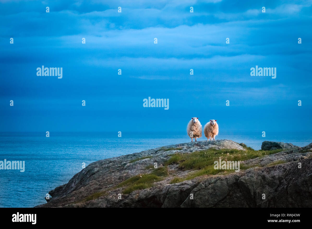(Ovis aries) Schafe, abends Glühen der Sonnenuntergang erwischt, Ost Pont Trail, Forelle Fluss, Gros Morne National Park, Neufundland und Labrador Stockfoto