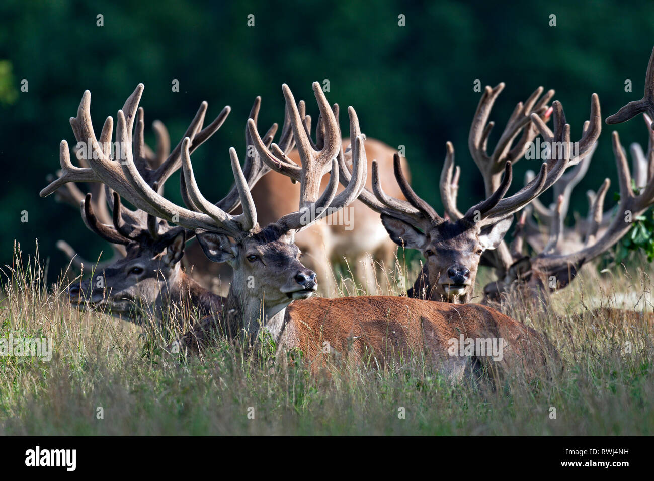 Red Deer (Cervus elaphus). Gruppe der Hirsche in Velvet im Spätsommer, ruhen. Dänemark Stockfoto