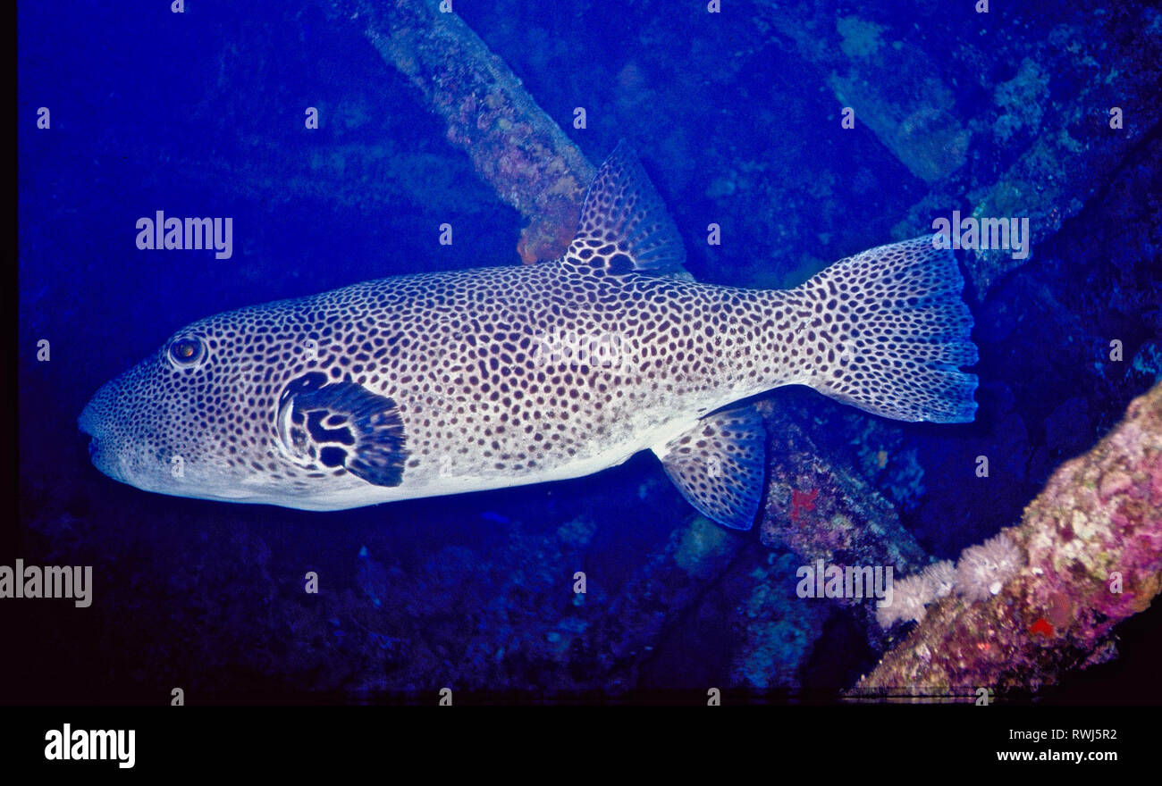 Ich traf auf diese besonders große Riese Kugelfisch (Arothron stellatus: 90 cm.) Während der Erkundung der Wrack eines Griechischen registrierte Frachter - Chrisoula K-at Sha'ab Abu Nuhas im ägyptischen Roten Meer. Die Art ist auf oder in der Nähe von Korallenriffen im Indo-pazifik Region, wo es lebt durch sich selbst gefunden. Es ernährt sich hauptsächlich von Muscheln, Krebstiere, Schwämme und Korallen und Polypen. Der tierischen Haut und einige seiner inneren Organe enthalten einen leistungsfähigen Tetrodotoxin, die zum Tode führen können, wenn gegessen. Das schreckt Raubtiere, wie die Fähigkeit der Fisch seine Größe zu verdoppeln, wenn alarmiert, durch Schlucken Wasser. Stockfoto