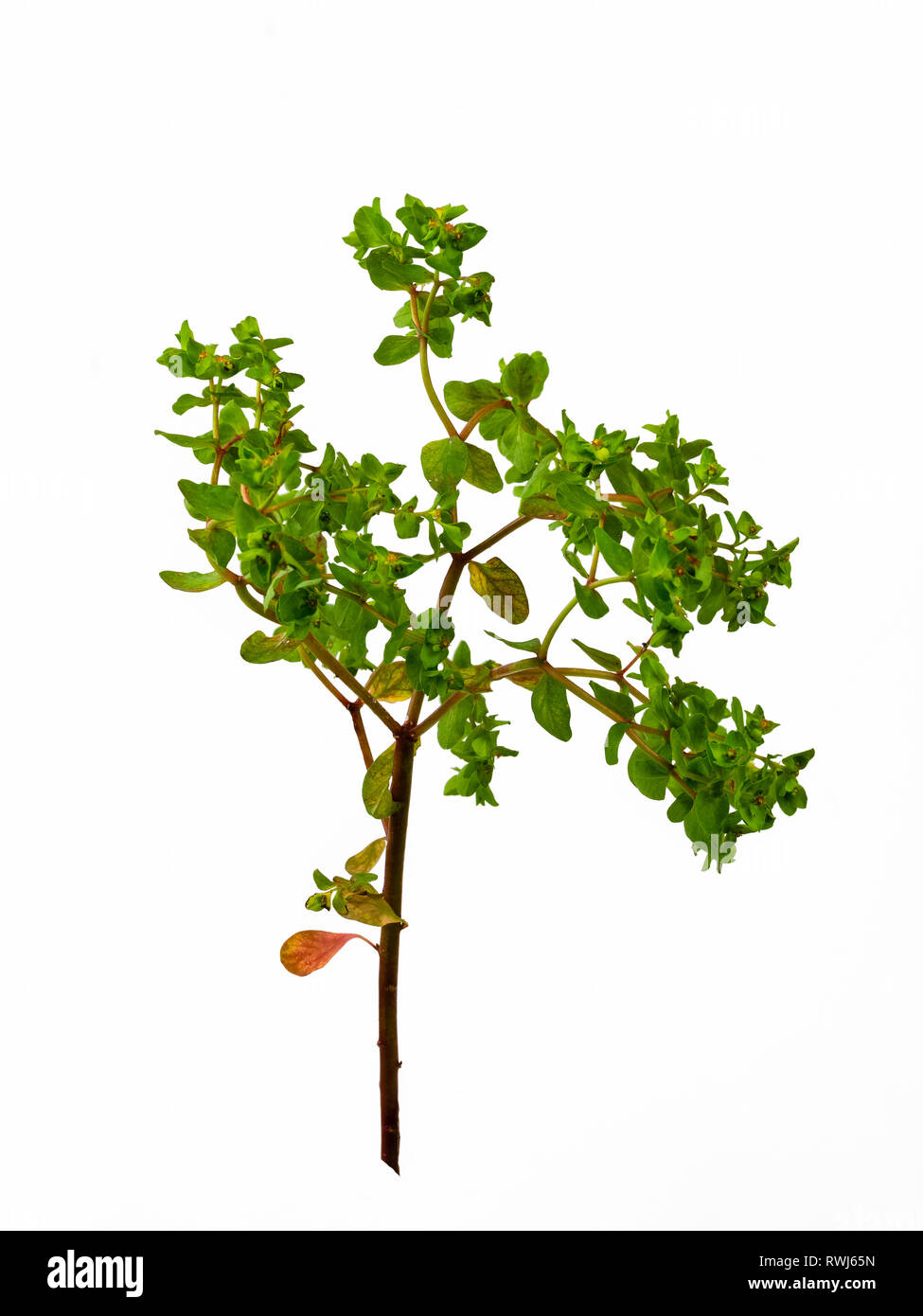 Blume Leiter der UK Annual Unkraut des Anbaus, Petty Wolfsmilch, Euphorbia peplus, auf weißem Hintergrund Stockfoto