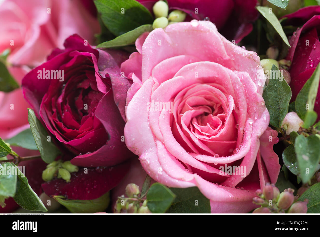 Botanik, rund gebunden Blumenstrauß aus Rosen, Vorsicht! Für Greetingcard-Use/Postcard-Use in deutschsprachigen Ländern gibt es einige Einschränkungen Stockfoto