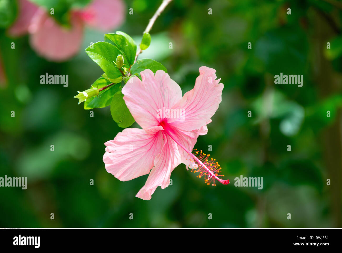 Botanik, Hibiskus, Blume, Vorsicht! Für Greetingcard-Use/Postcard-Use in deutschsprachigen Ländern gibt es einige Einschränkungen Stockfoto