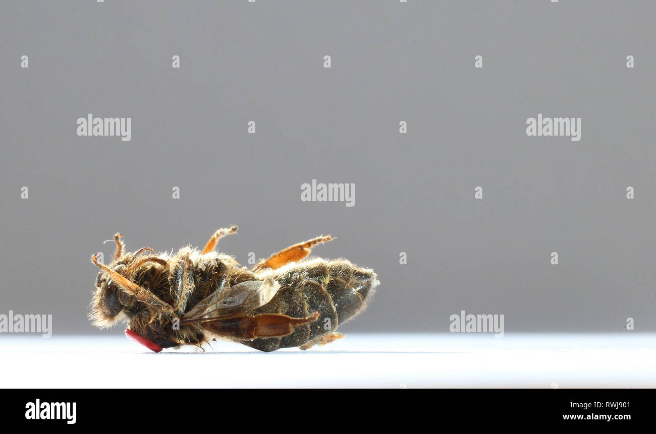 Kaufbeuren, Deutschland. 06 Mär, 2019. Eine tote Königin mit einer roten Markierung auf dem Rücken auf dem Boden liegt auf einem Blatt Papier. Foto: Karl-Josef Hildenbrand/dpa/Alamy leben Nachrichten Stockfoto