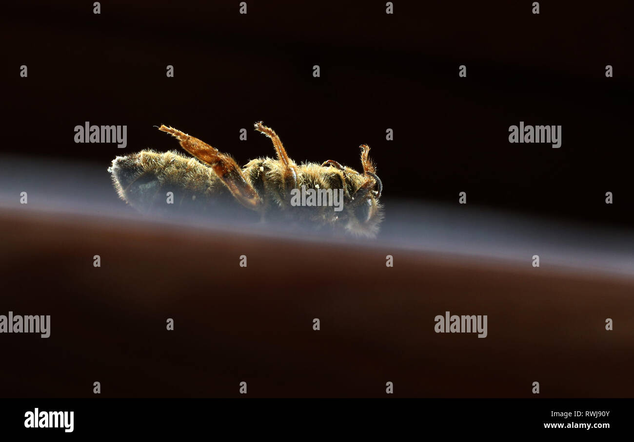 Tote Konigin Stockfotos Und Bilder Kaufen Alamy