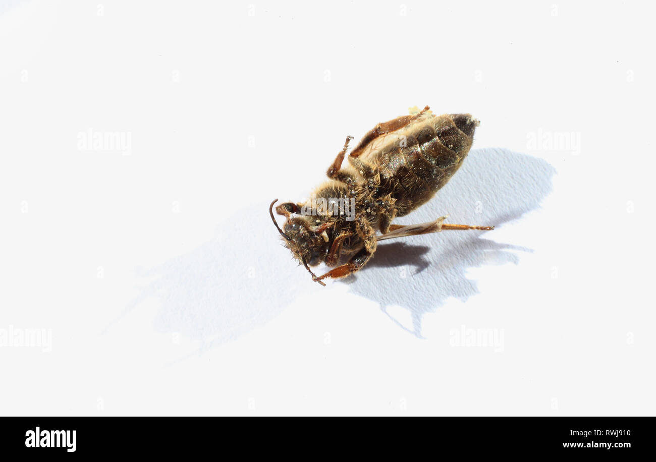 Kaufbeuren, Deutschland. 06 Mär, 2019. Eine tote Königin mit einer roten Markierung auf dem Rücken auf dem Boden liegt auf einem Blatt Papier. Foto: Karl-Josef Hildenbrand/dpa/Alamy leben Nachrichten Stockfoto