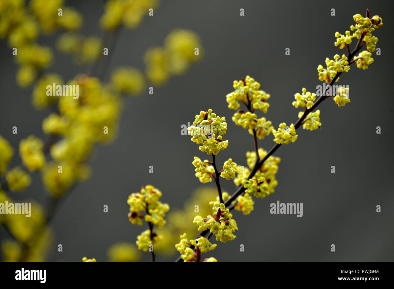 Enshi. 6 Mär, 2019. Foto am 6. März 2019 zeigt Pfeffer Blumen an Sanhegou Dorf in Jiaoyuan Stadt Xuan'en County, der Central China Provinz Hubei. An diesem Mittwoch war der Tag der "Jingzhe", im wahrsten Sinne des Wortes das Erwachen von Insekten, die dritte der 24 solar Begriffe auf chinesischen Mondkalender. Der steigenden Temperatur macht Natur voller Kraft und Vitalität. Credit: Song Wen/Xinhua/Alamy leben Nachrichten Stockfoto