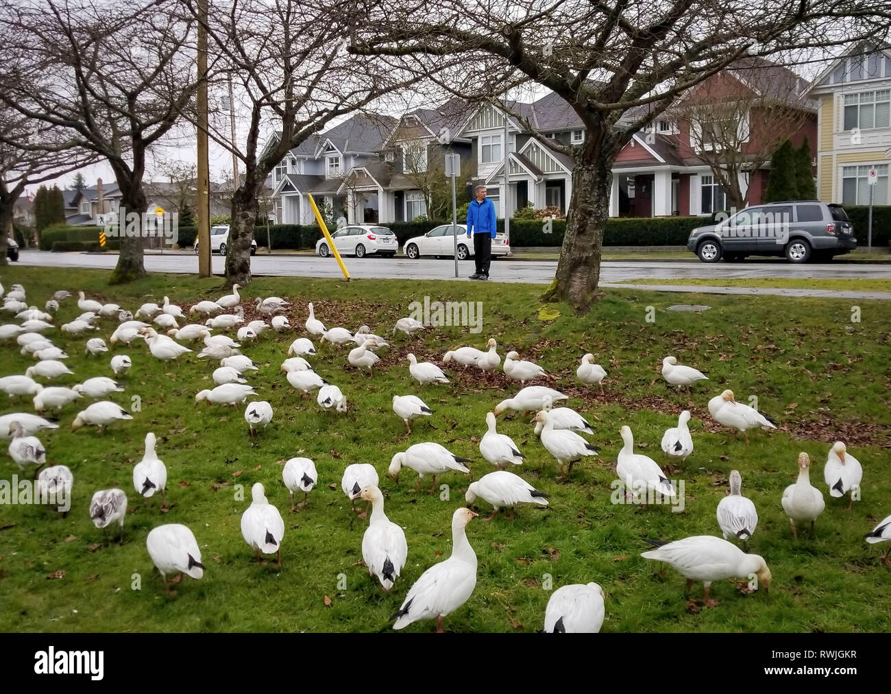 Vancouver, Kanada. 6 Mär, 2019. Schnee Gänse rest vor den Häusern im Dorf Steveston in Richmond, Kanada, 6. März 2019. Kleine Gemeinschaften in Richmond werden von Tausenden von Schnee Gänse strömten, wie sie kommen im Süden von Sibirien im Winter zu verbringen. Andere als Oktober, März ist der zweite Peak Month in Gänse Anzahl in der Stadt aufgezeichnet. Credit: Liang sen/Xinhua/Alamy leben Nachrichten Stockfoto