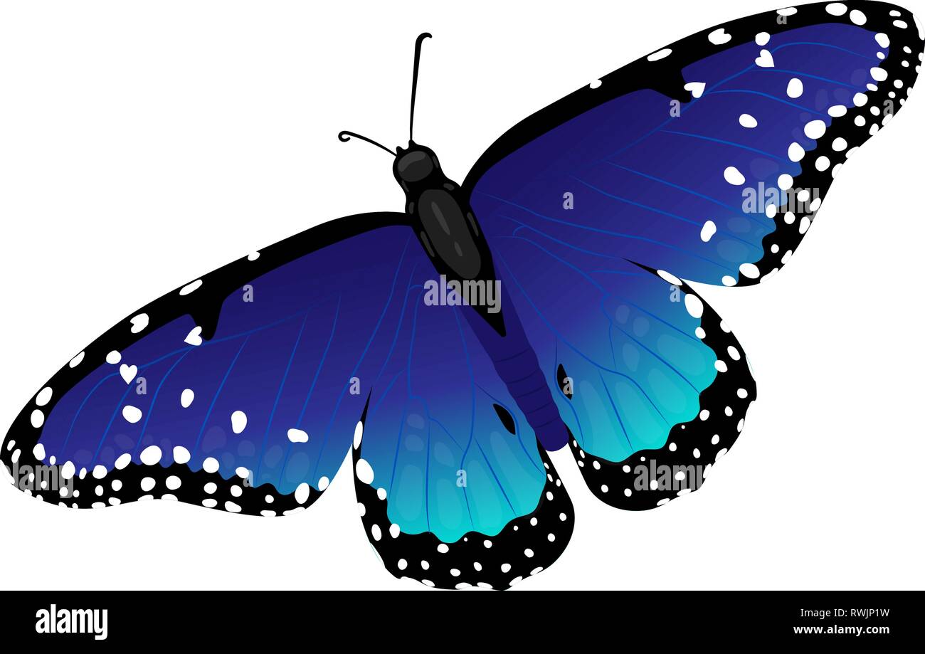 Multicolor realistische isoliert Schmetterling Stock Vektor