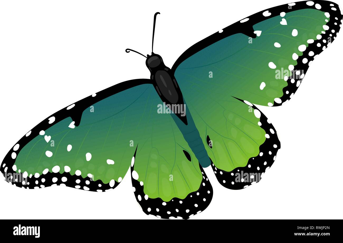 Multicolor realistische isoliert Schmetterling Stock Vektor