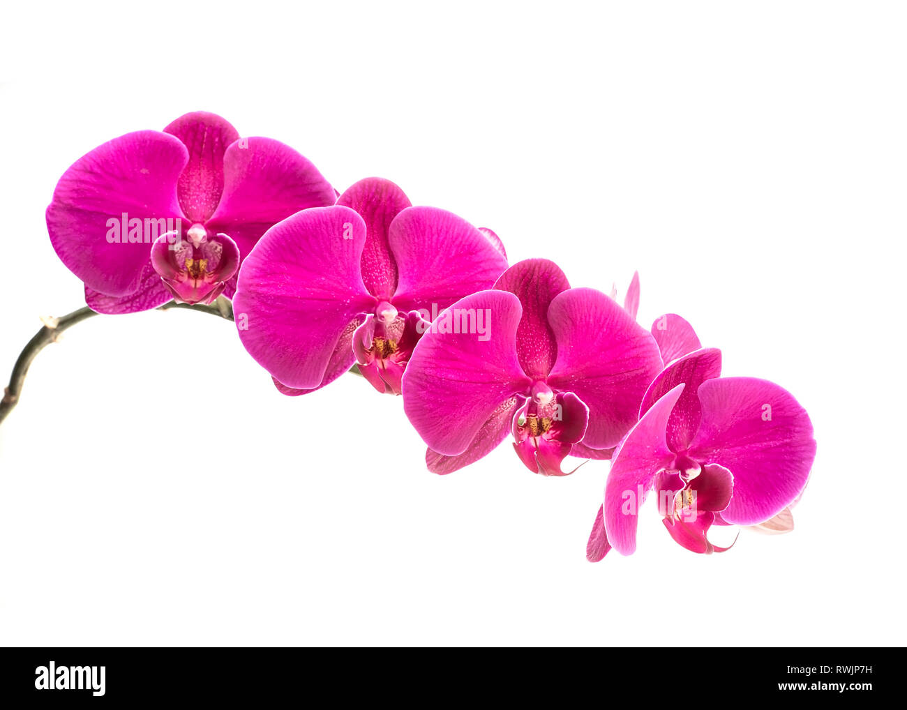 Orchidee auf weißem Hintergrund Stockfoto