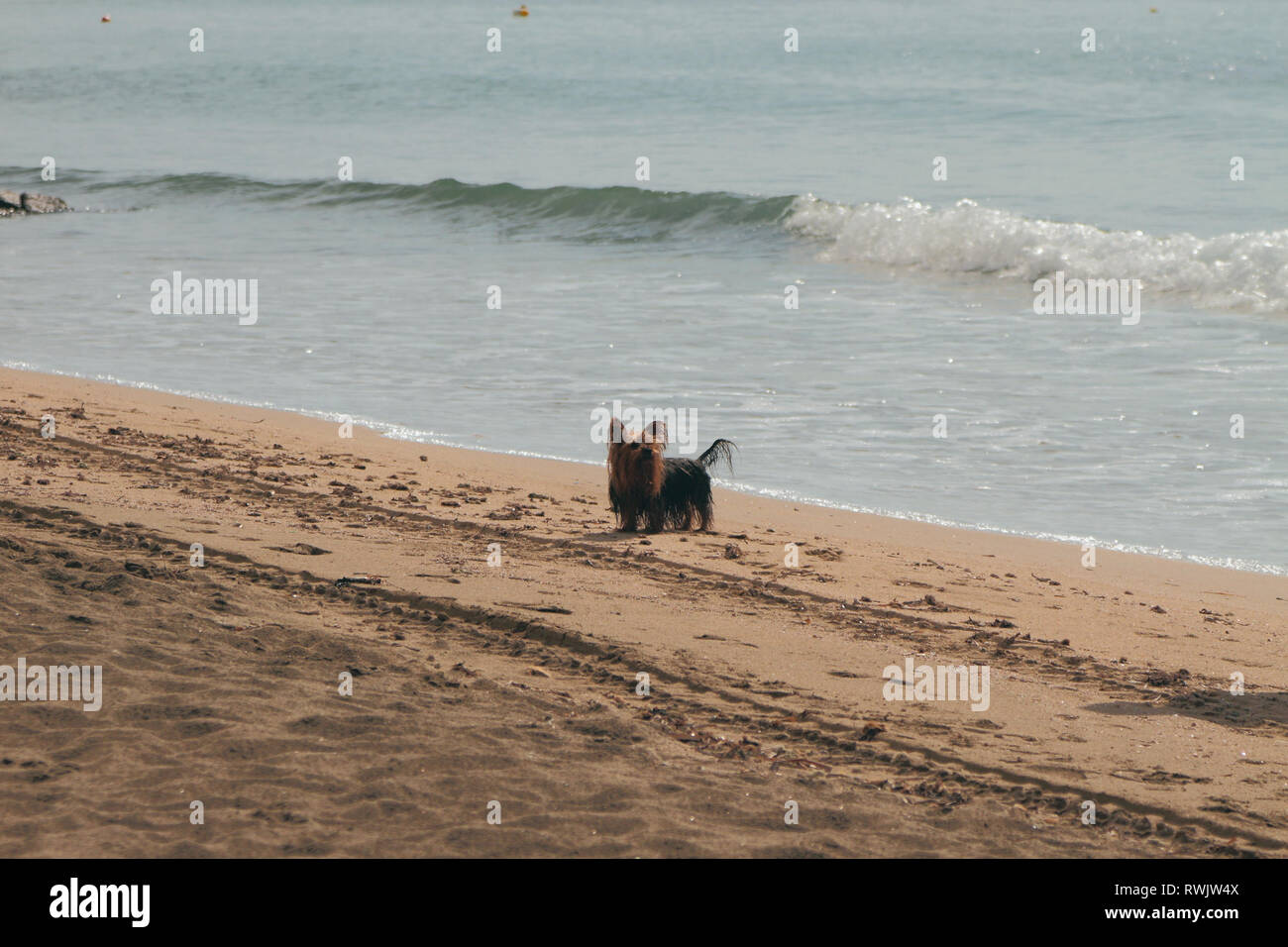 Hund auf dem Spaziergang auf Herbst Strand. Santa Marinella, Italien Stockfoto