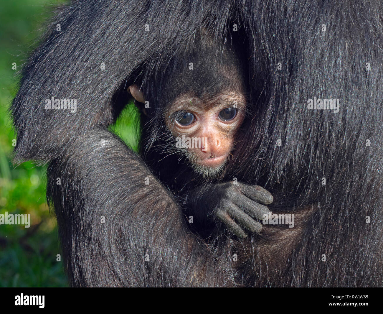 Schwarze Leitung spider monkey Ateles fusciceps mit Baby mit 4 Monaten Gefangenschaft portrait Stockfoto