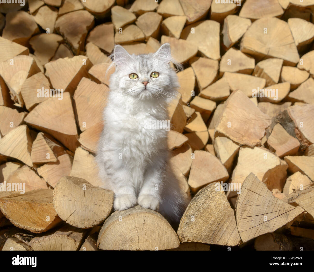 Nette junge Britisch Langhaar Katze Kätzchen, black-silver-spotted-tabby, sitzt auf einem Stapel von Protokollen in einem Garten und neugierig Stockfoto