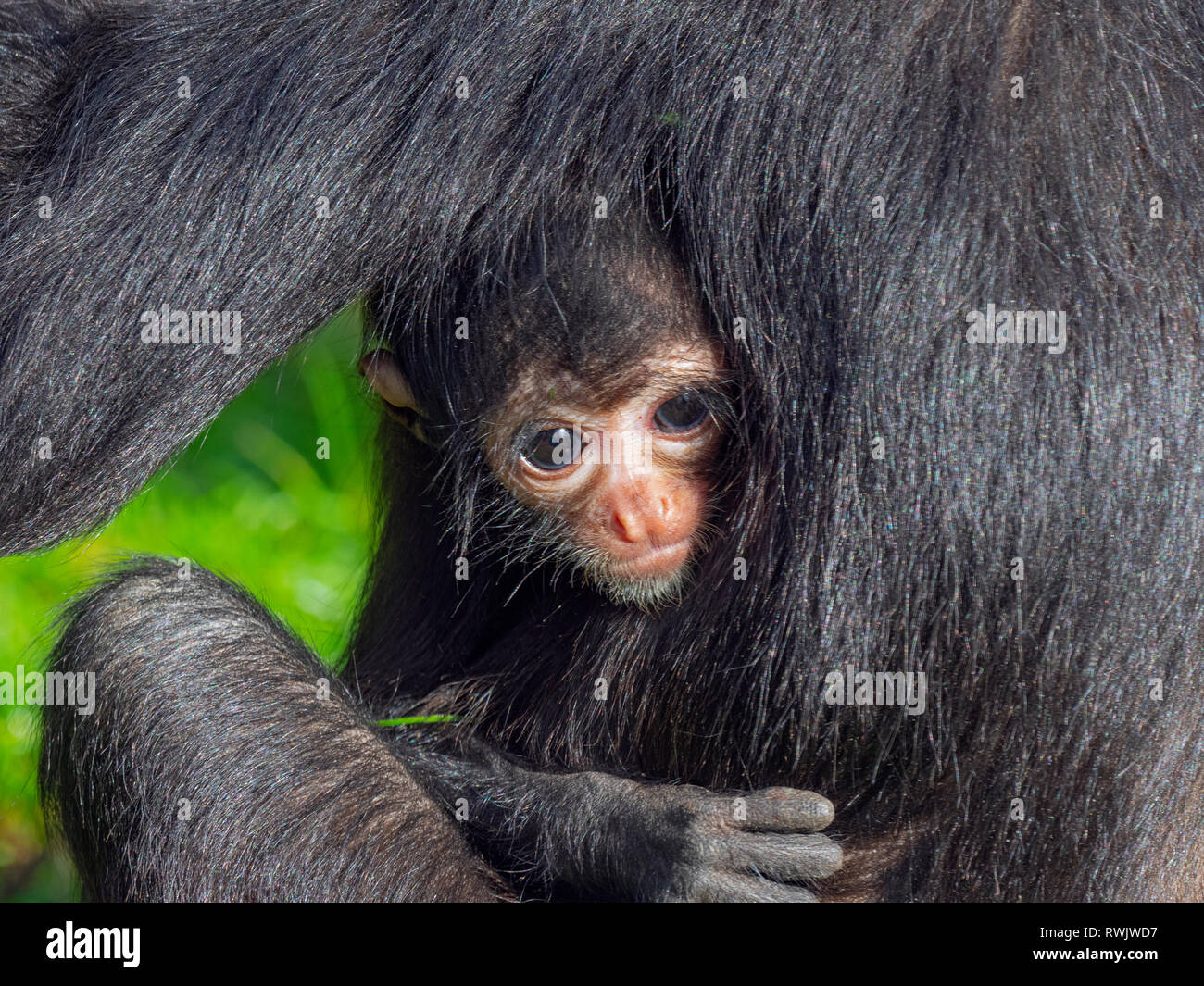 Schwarze Leitung spider monkey Ateles fusciceps mit Baby mit 4 Monaten Gefangenschaft portrait Stockfoto
