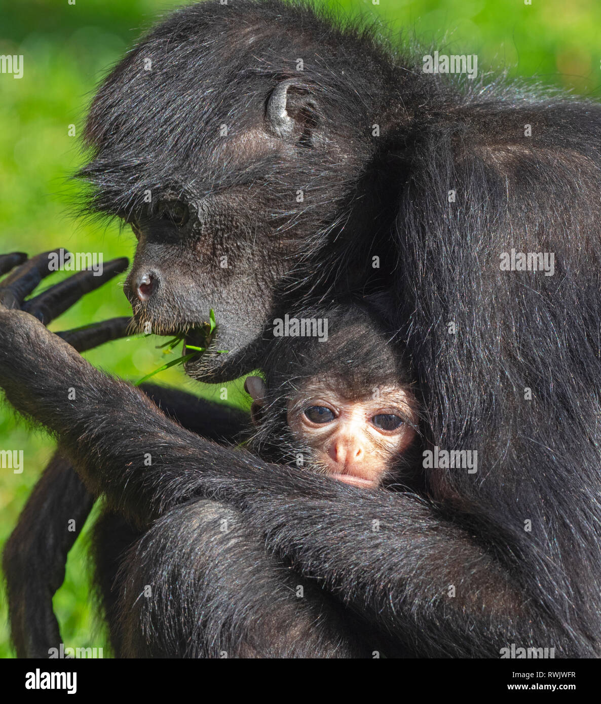 Schwarze Leitung spider monkey Ateles fusciceps mit Baby mit 4 Monaten Gefangenschaft portrait Stockfoto