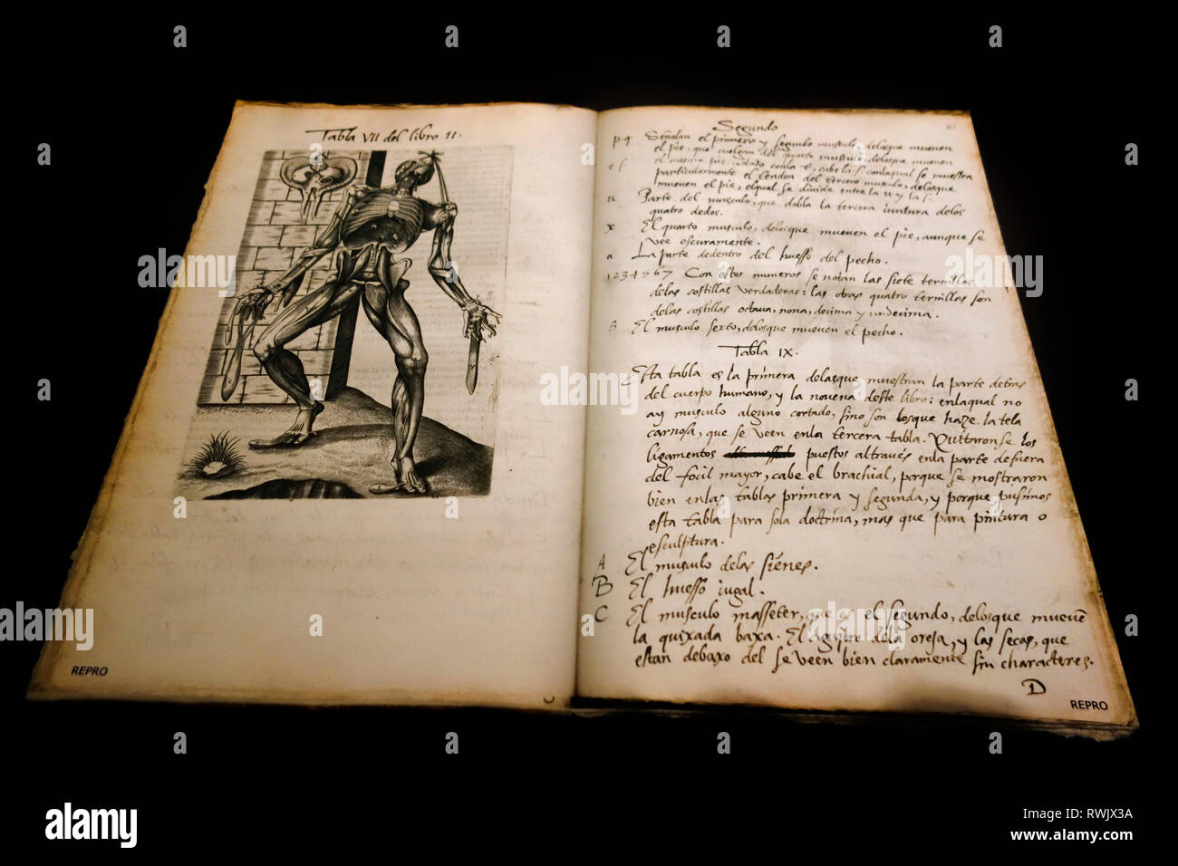 16. Jahrhundert spanische Übersetzung von Vivae imaginiert Partium corporis humani von Joannes Valverde, Plagiate von Fabrica von Vesalius, Buch über Anatomie Stockfoto