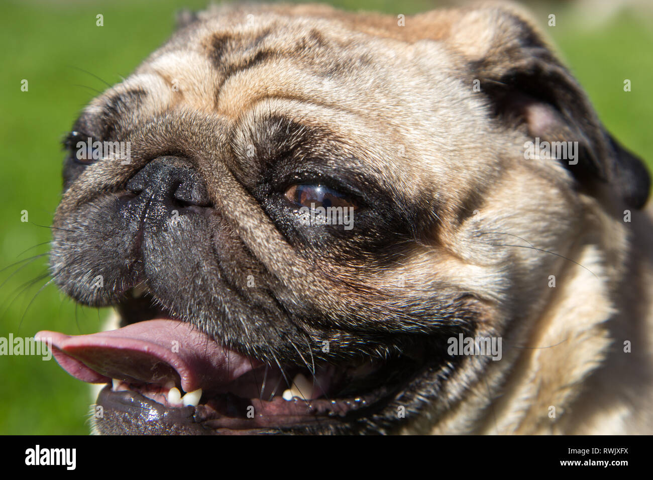 Mops Hund im heißen Sommer Tag Stockfoto