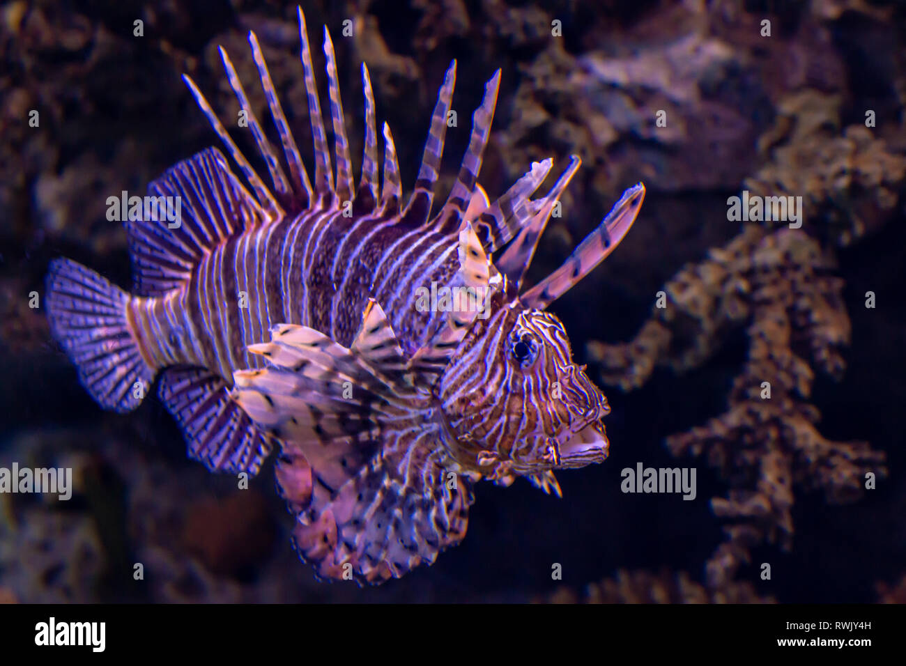 Lion fish. Exotischen tropischen Fischen. Sea Life Stockfoto