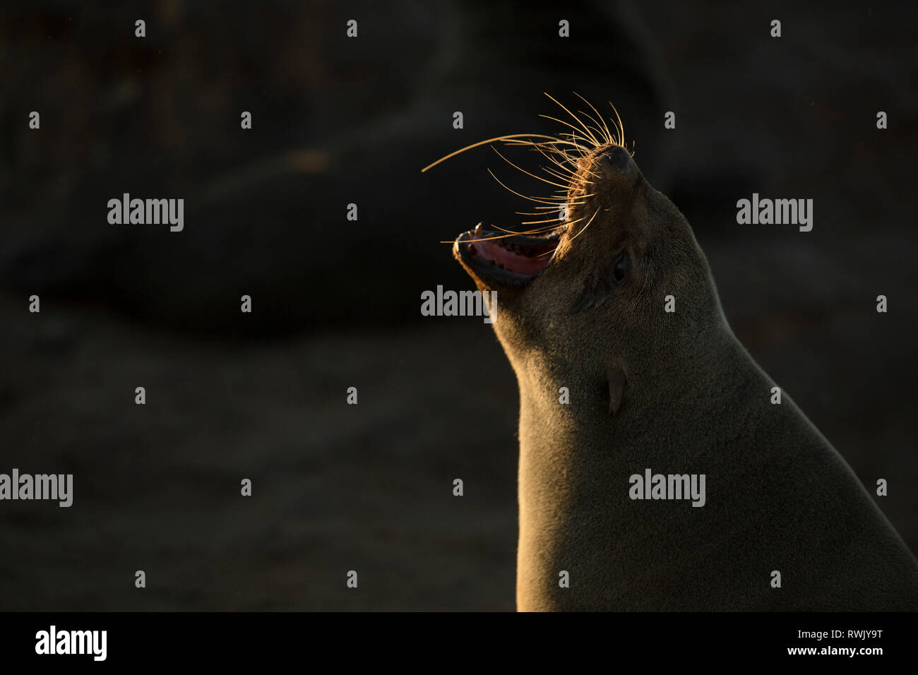 Eine Dichtung aalt sich in der Goldenen morgen Licht am Cape Cross Seal Kolonie an der Skelettküste, Namibia. Stockfoto