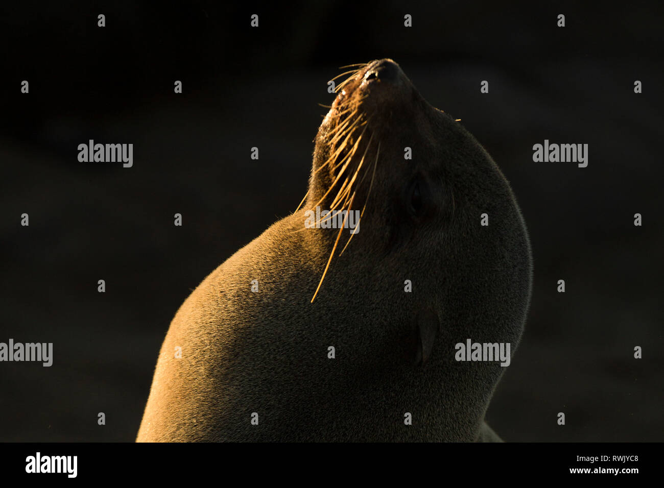 Eine Dichtung aalt sich in der Goldenen morgen Licht am Cape Cross Seal Kolonie an der Skelettküste, Namibia. Stockfoto