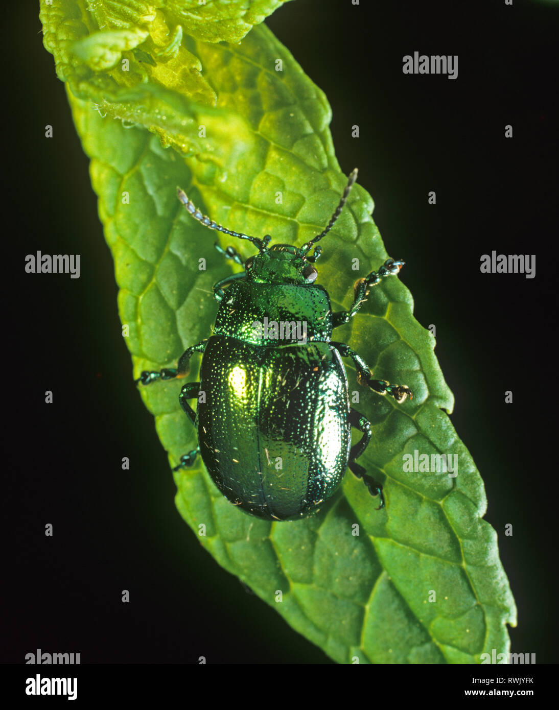 Mint leaf Beetle (Chrysolina menthastri) erwachsenen Käfer auf ein minzeblatt Stockfoto